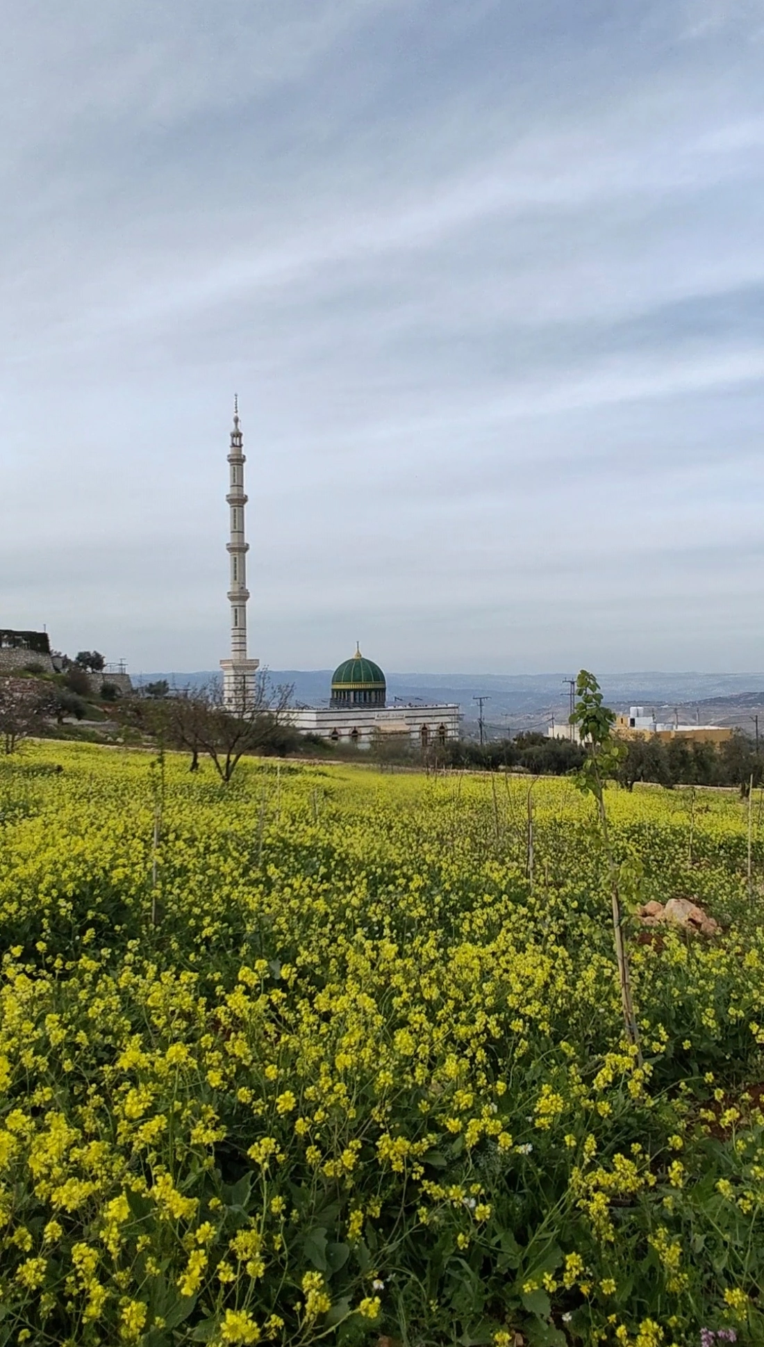 صورة طبيعية في بلدة الوسية