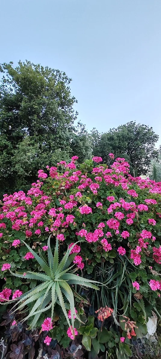 صورة طبيعية في بلدة الوسية 