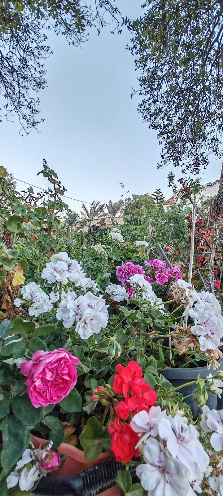 صورة طبيعية في بلدة الوسية